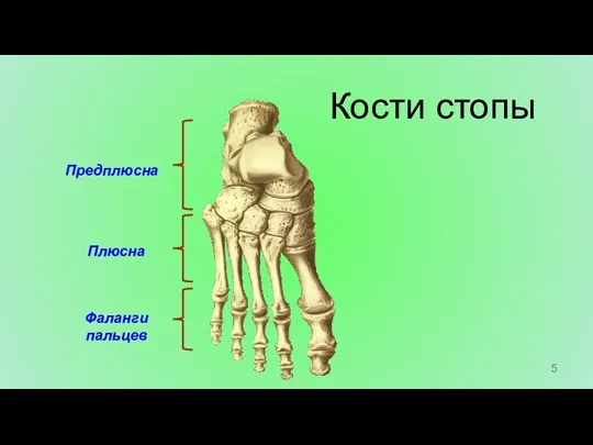 Кости стопы Фаланги пальцев Плюсна Предплюсна