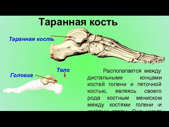 Таранная кость Располагается между дистальными концами костей голени и пяточной костью, являясь