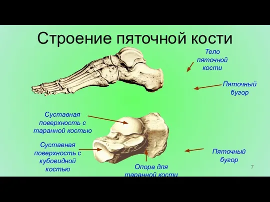 Тело пяточной кости Пяточный бугор Суставная поверхность с таранной костью Пяточный бугор