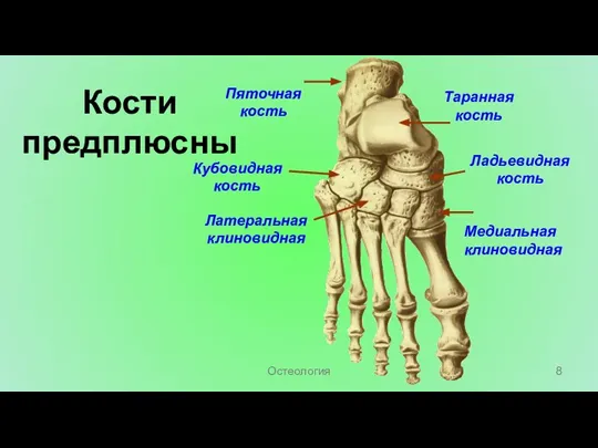 Кости предплюсны Пяточная кость Таранная кость Ладьевидная кость Латеральная клиновидная Кубовидная кость Медиальная клиновидная Остеология