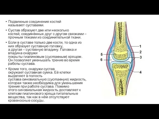 Подвижные соединения костей называют суставами. Сустав образуют две или несколько костей, соединённых