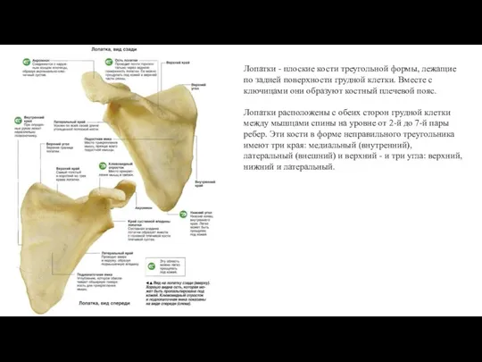 Лопатки - плоские кости треугольной формы, лежащие по задней поверхности грудной клетки.