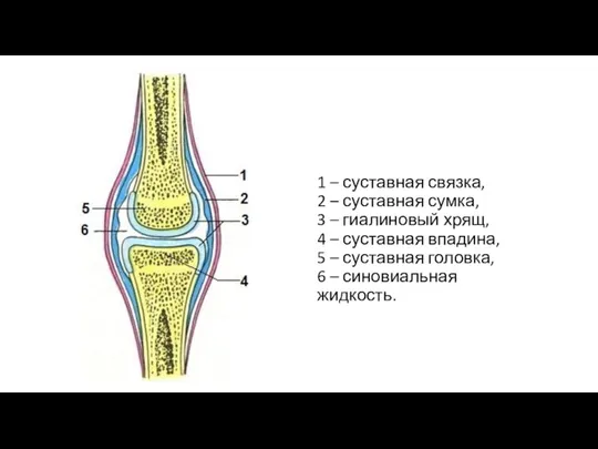 1 – суставная связка, 2 – суставная сумка, 3 – гиалиновый хрящ,