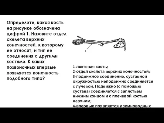 1-локтевая кость; 2-отдел скелета верхних конечностей; 3-подвижное соединение, суставной окружностью неподвижно соединяется