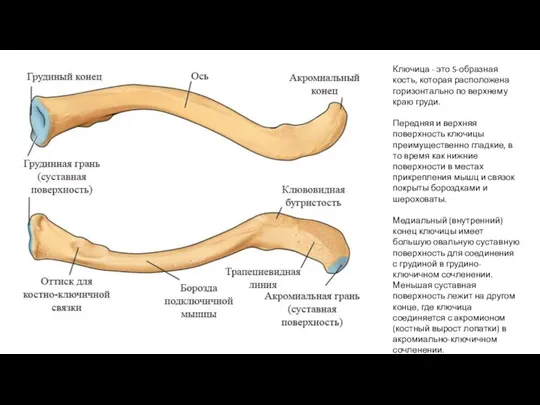 Ключица - это S-образная кость, которая расположена горизонтально по верхнему краю груди.