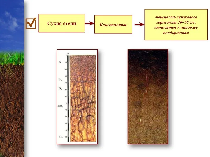 Сухие степи Каштановые мощность гумусового горизонта 20–50 см, относятся к наиболее плодородным