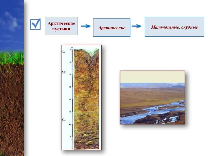 Арктические пустыни Арктические Маломощные, скудные