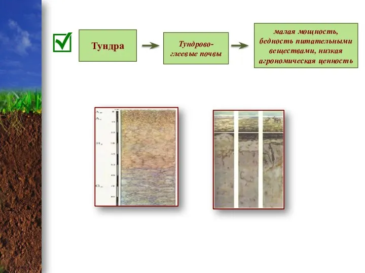 Тундра Тундрово-глеевые почвы малая мощность, бедность питательными веществами, низкая агрономическая ценность