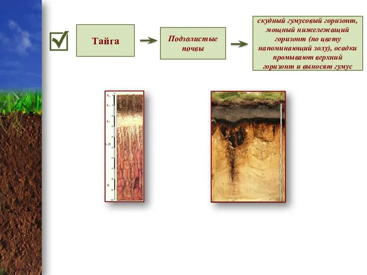 Тайга Подзолистые почвы скудный гумусовый горизонт, мощный нижележащий горизонт (по цвету напоминающий