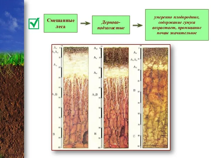 Смешанные леса Дерново-подзолистые умеренно плодородные, содержание гумуса возрастает, промывание почвы значительное