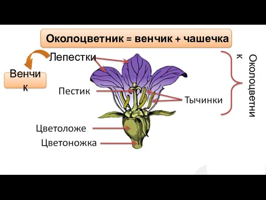 Лепестки Околоцветник = венчик + чашечка Венчик Околоцветник