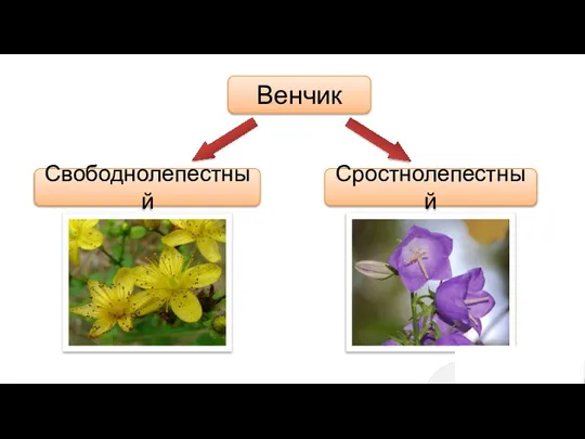 Венчик Сростнолепестный Свободнолепестный