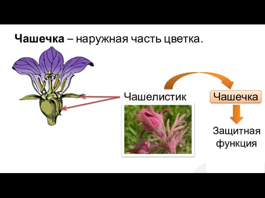 Чашечка – наружная часть цветка. Чашелистики Чашечка Защитная функция