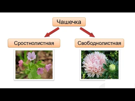 Чашечка Сростнолистная Свободнолистная