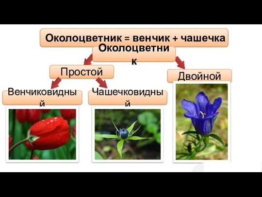 Околоцветник = венчик + чашечка Околоцветник Простой Двойной Чашечковидный Венчиковидный