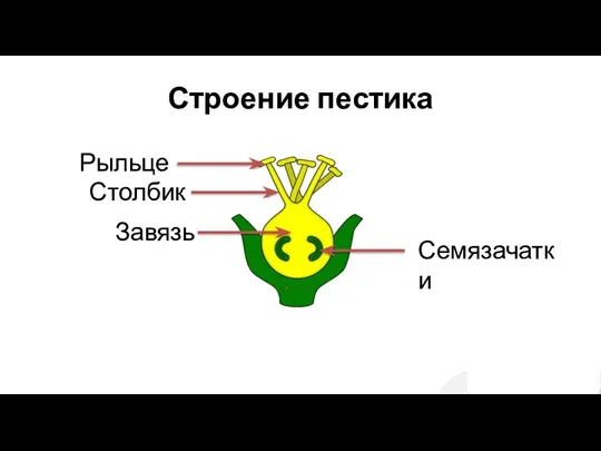 Строение пестика Рыльце Столбик Завязь Семязачатки