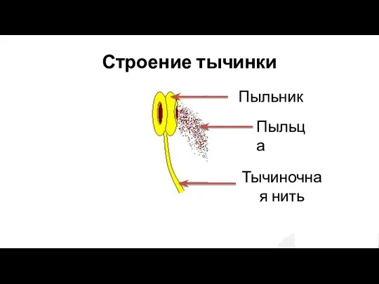 Строение тычинки Тычиночная нить Пыльца Пыльник