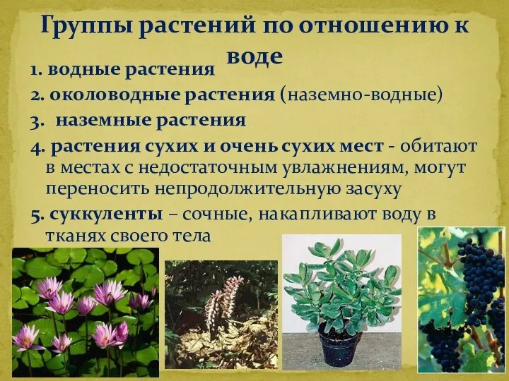 1. водные растения 2. околоводные растения (наземно-водные) 3. наземные растения 4. растения