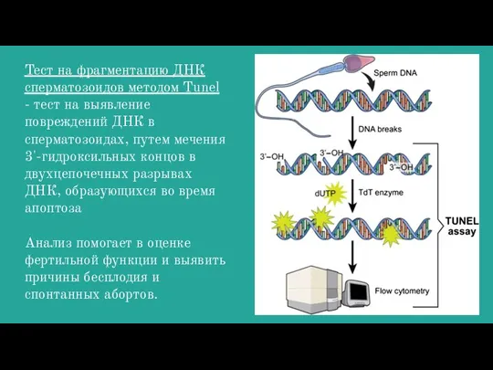 Тест на фрагментацию ДНК сперматозоидов методом Tunel - тест на выявление повреждений