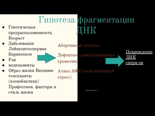 Гипотеза фрагментации ДНК Генетическая предрасположенность Возраст Заболевания Лейкоцитоспермия Варикоцеле Рак медикаменты Образ