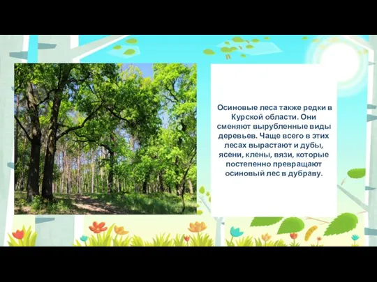 Осиновые леса также редки в Курской области. Они сменяют вырубленные виды деревьев.