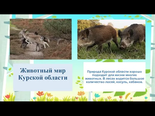 Животный мир Курской области Природа Курской области хорошо подходит для жизни многих