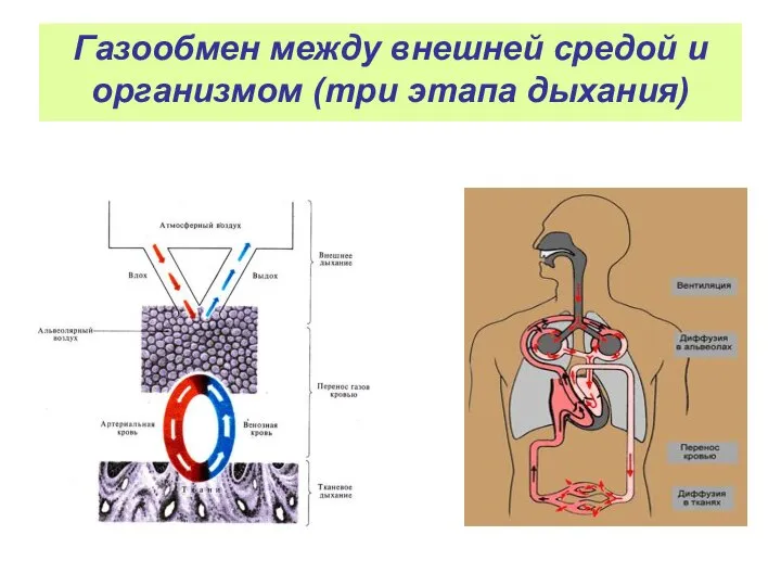 Газообмен между внешней средой и организмом (три этапа дыхания)