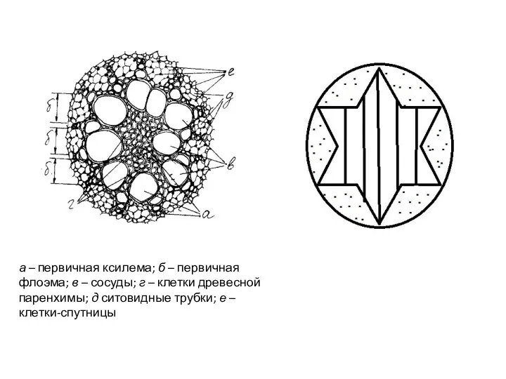 а – первичная ксилема; б – первичная флоэма; в – сосуды; г