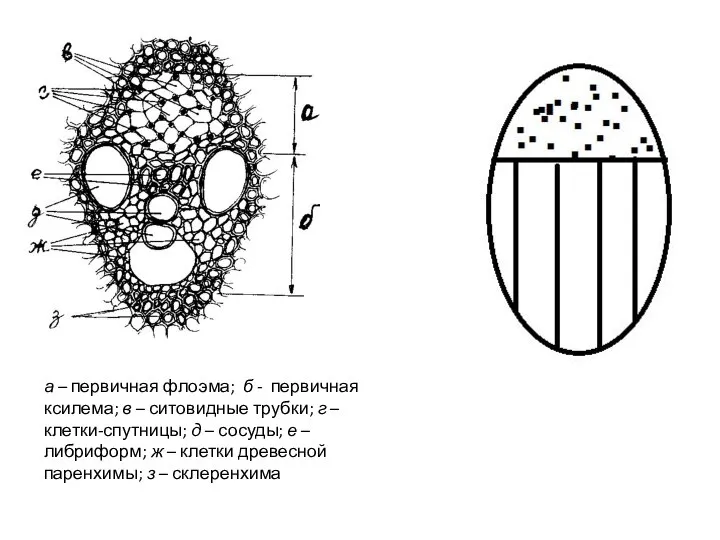 а – первичная флоэма; б - первичная ксилема; в – ситовидные трубки;