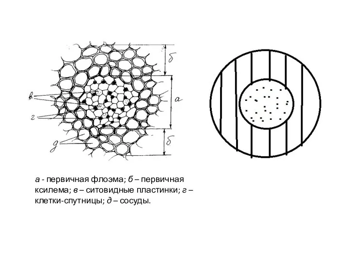 а - первичная флоэма; б – первичная ксилема; в – ситовидные пластинки;