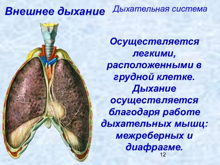 Дыхательная система Внешнее дыхание Осуществляется легкими, расположенными в грудной клетке. Дыхание осуществляется