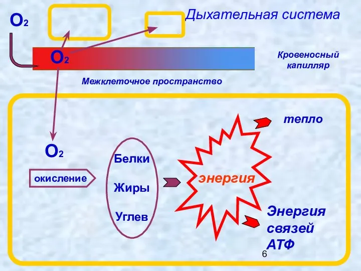 Дыхательная система О2 Кровеносный капилляр Белки Жиры Углев О2 О2 окисление тепло