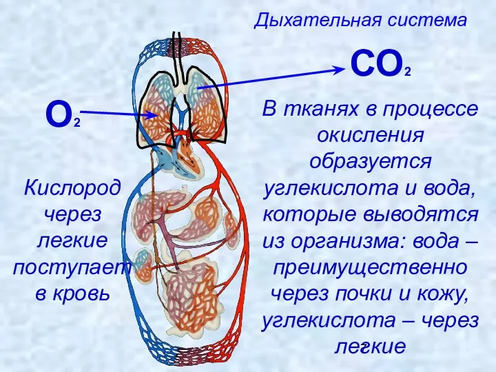 Дыхательная система О2 Кислород через легкие поступает в кровь В тканях в