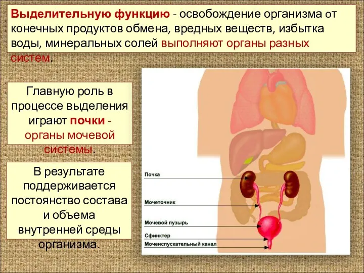 Выделительную функцию - освобождение организма oт конечных продуктов обмена, вредных веществ, из­бытка