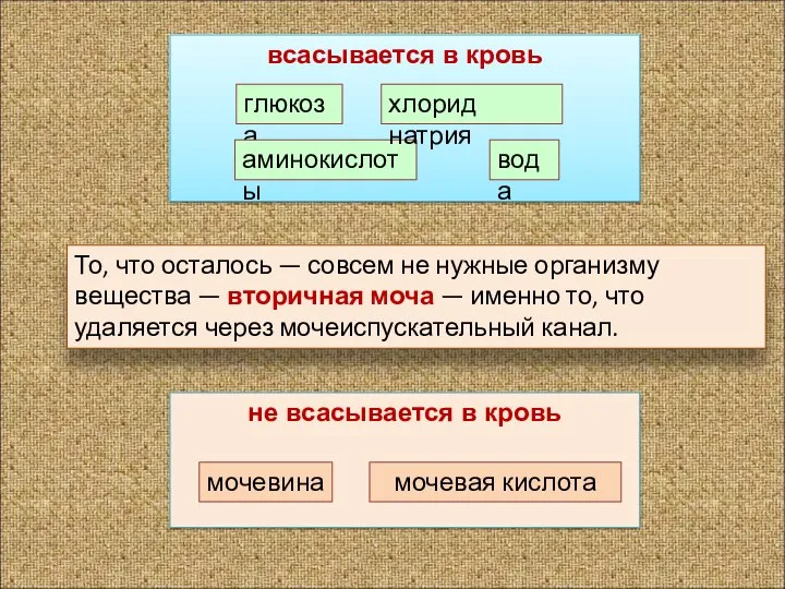 всасывается в кровь глюкоза аминокислоты хлорид натрия вода То, что осталось —