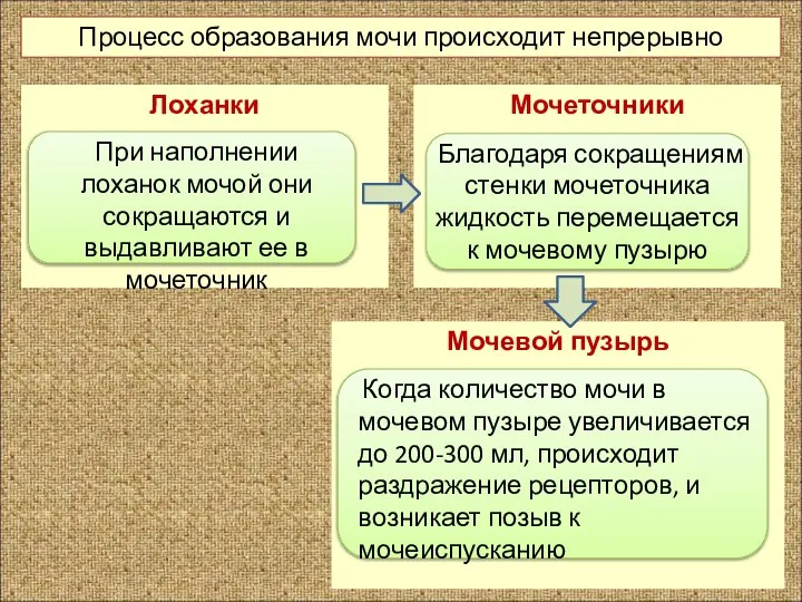 Мочевой пузырь Мочеточники Лоханки Процесс образования мочи происходит непрерывно При наполнении лоханок