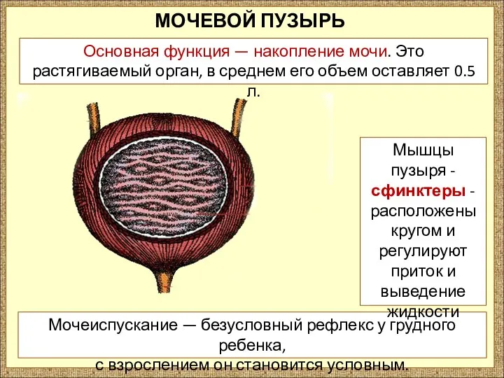 МОЧЕВОЙ ПУЗЫРЬ Мочеиспускание — безусловный рефлекс у грудного ребенка, с взрослением он