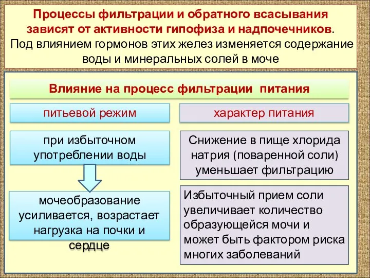 Процессы фильтрации и обратного всасывания зависят от активности гипофиза и надпочечников. Под