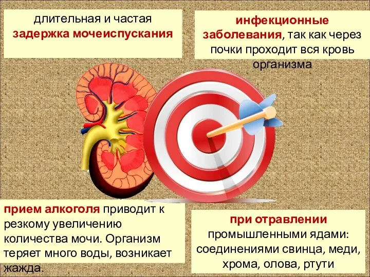 длительная и частая задержка мочеиспускания инфекционные заболевания, так как через почки проходит