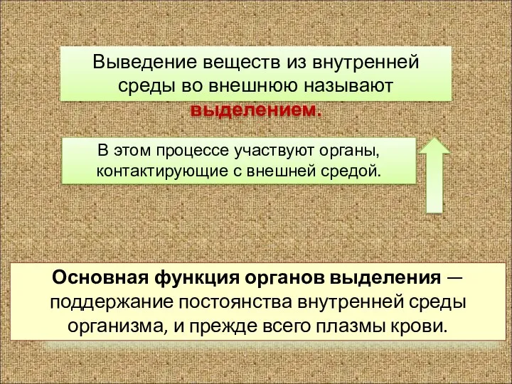 Основная функция органов выделения — поддержание постоянства внутренней среды организма, и прежде всего плазмы крови.