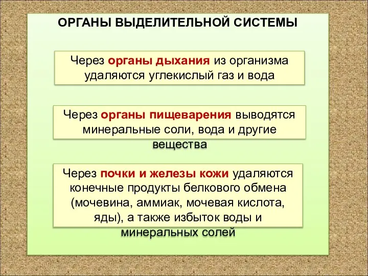 ОРГАНЫ ВЫДЕЛИТЕЛЬНОЙ СИСТЕМЫ Через органы дыхания из организма удаляются углекислый газ и