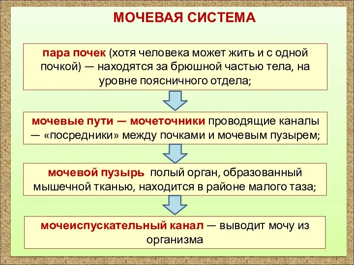 МОЧЕВАЯ СИСТЕМА