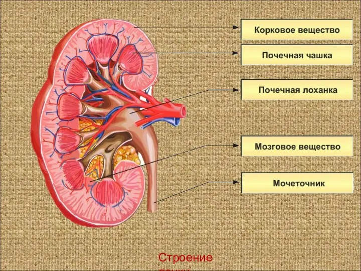 Строение почки