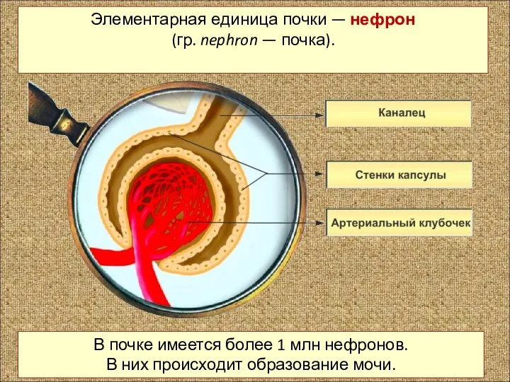 Элементарная единица почки — нефрон (гр. nephron — почка). В почке имеется