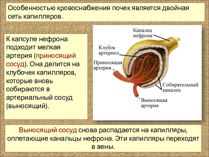 К капсуле нефрона подходит мелкая артерия (приносящий сосуд). Она делится на клубочек