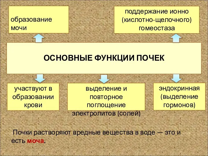 ОСНОВНЫЕ ФУНКЦИИ ПОЧЕК выделение и повторное поглощение электролитов (солей) эндокринная (выделение гормонов)