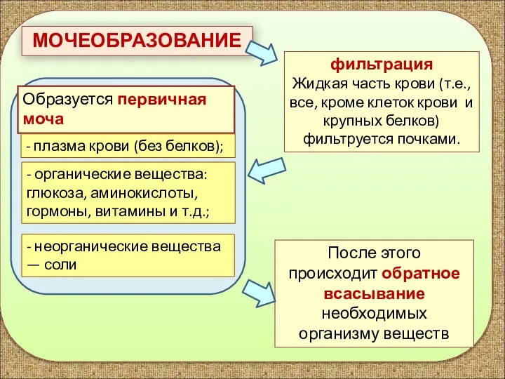 МОЧЕОБРАЗОВАНИЕ фильтрация Жидкая часть крови (т.е., все, кроме клеток крови и крупных