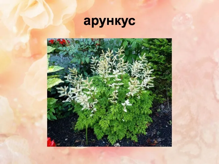 арункус