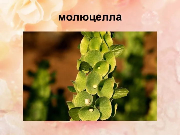 молюцелла