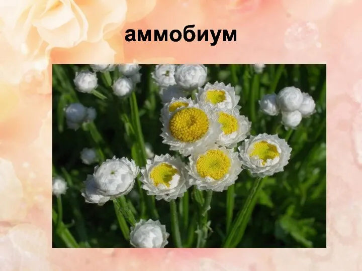 аммобиум